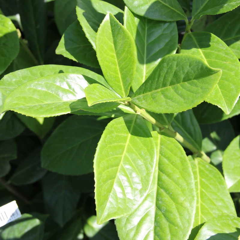 Živé ploty - Bobkovišeň lékařská 'Novita' květináč 6,5 litru, výška 80/100cm, keř