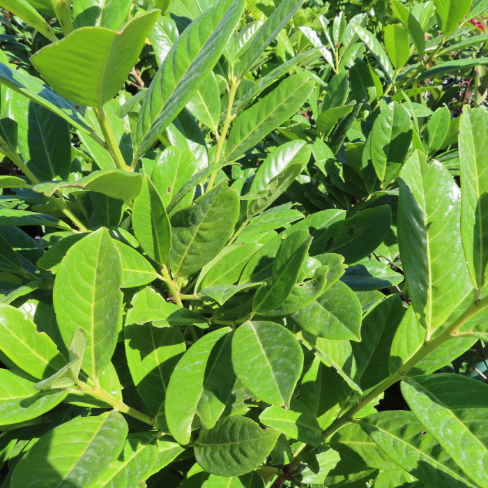 Stálezelené keře - Bobkovišeň lékařská 'Novita' květináč 7 litrů, výška 80/100cm, keř