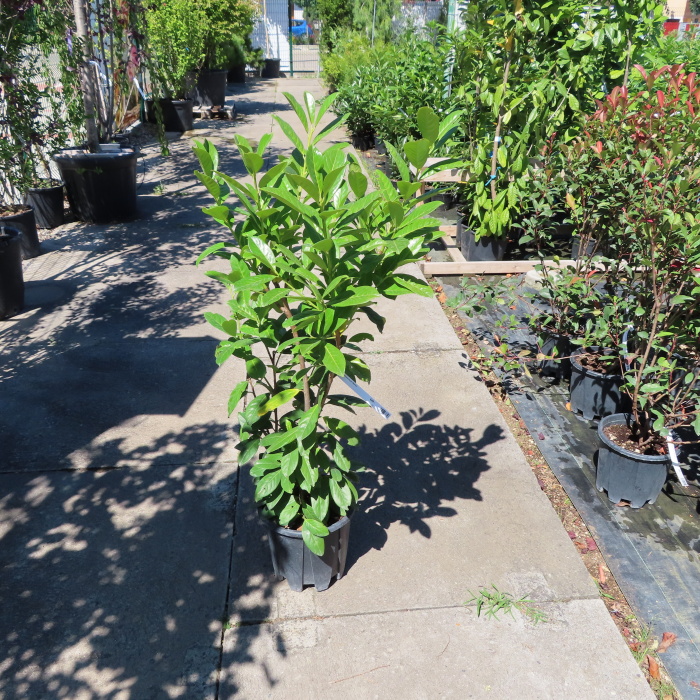 Bobkovišeň lékařská 'Novita' květináč 7 litrů, výška 80/100cm, keř-0