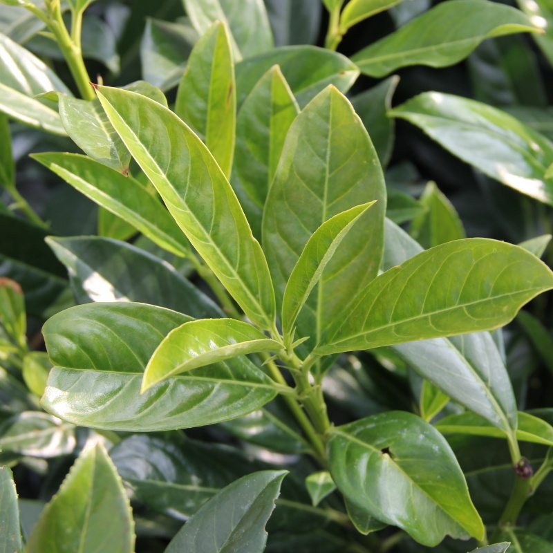 Rostliny - Bobkovišeň lékařská Novita výška 250/300cm, květináč 90 litrů