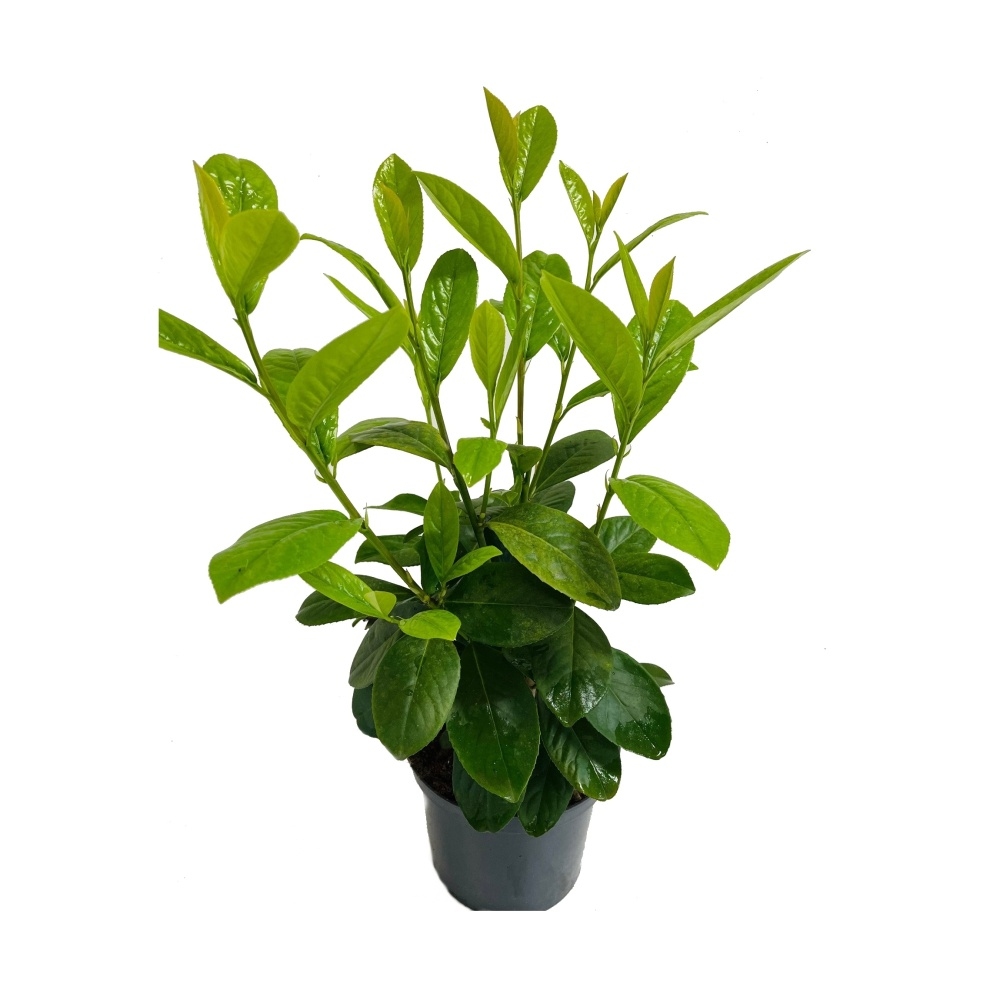 Stálezelené keře - Bobkovišeň lékařská 'Novita' výška 40/60cm, květináč 2 litry