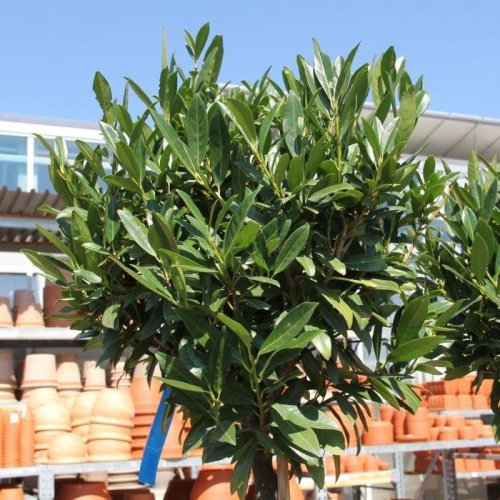 Listnaté stromky a stromy - Bobkovišeň lékařská Otto Luyken květináč 20 litrů, kmínek 100cm, stromek