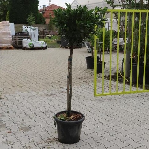 Bobkovišeň lékařská Otto Luyken květináč 20 litrů, kmínek 100cm, stromek-0