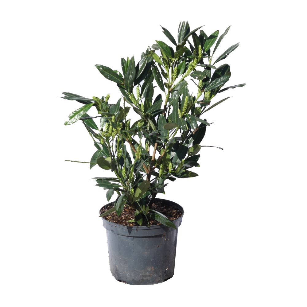 Rostliny - Bobkovišeň lékařská Otto Luyken květináč 3 litry, výška 30/40cm, keř