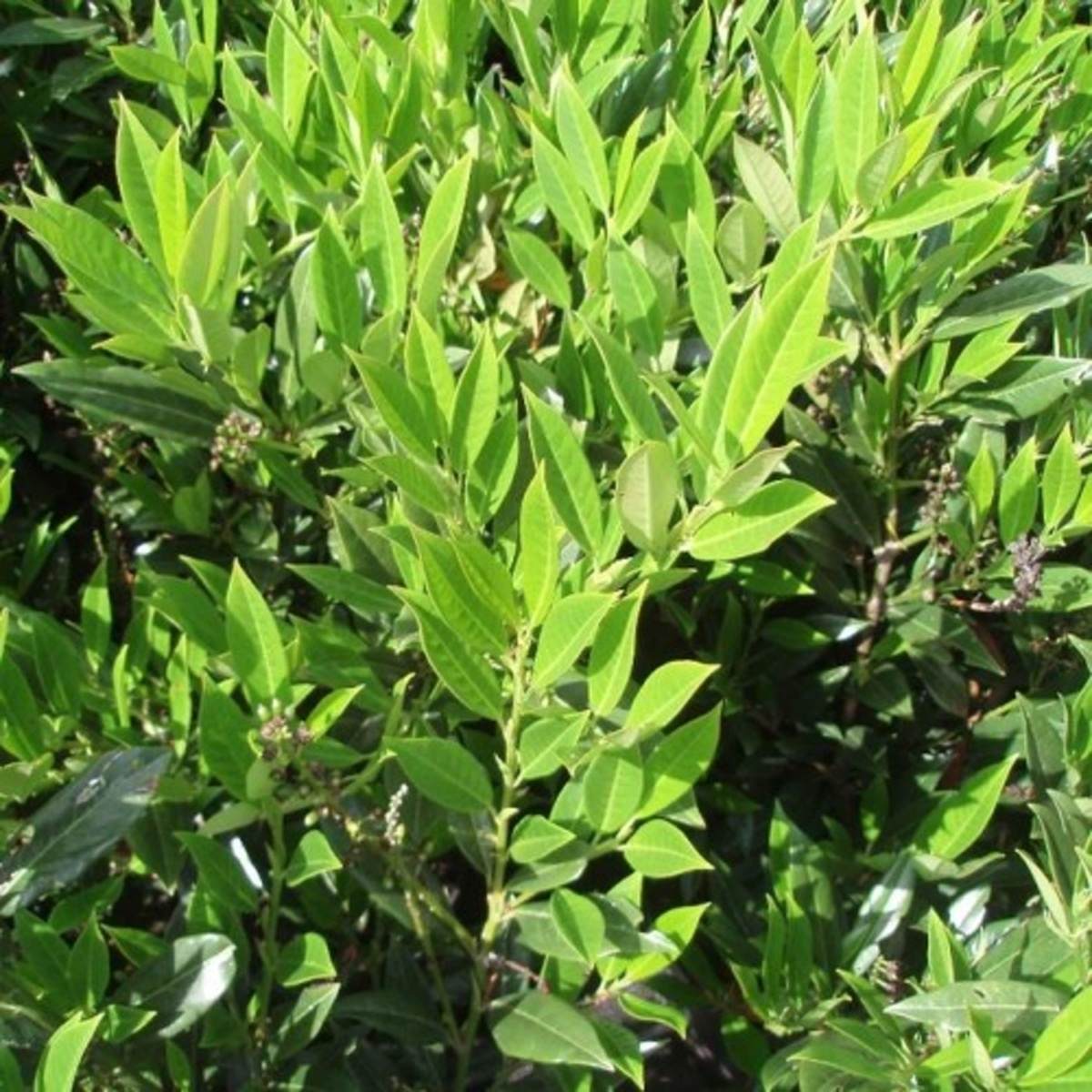 Listnaté stromky a stromy - Bobkovišeň lékařská Otto Luyken mini kmínek, květináč 9 litrů