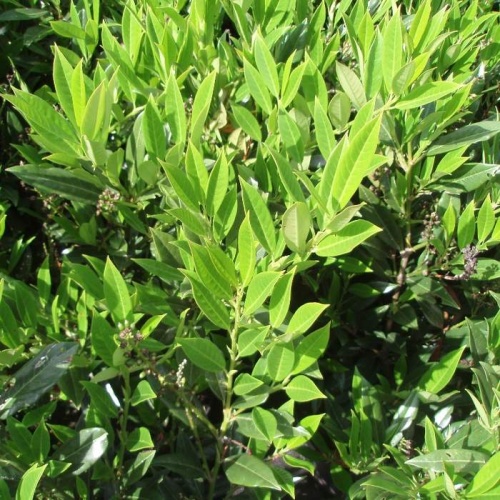 Stálezelené keře - Bobkovišeň lékařská 'Otto Luyken' výška 25/30cm, 2 litry