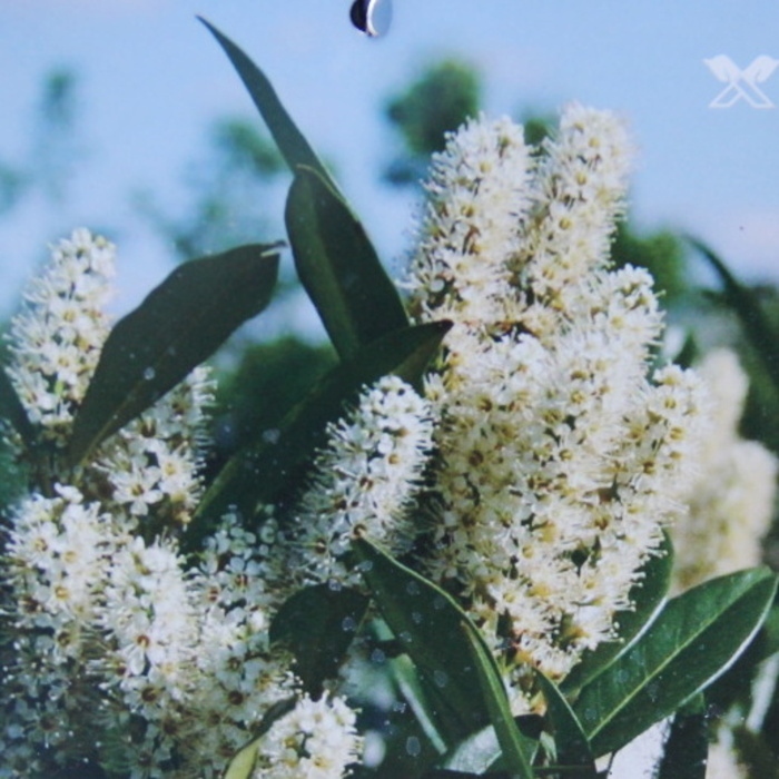 Rostliny - Bobkovišeň lékařská 'Otto Supreme' květináč 6 litrů