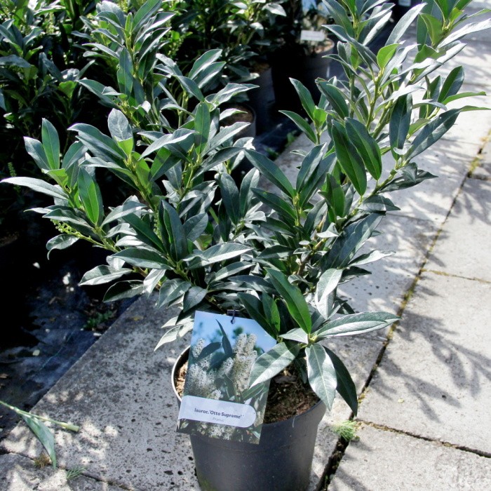 Bobkovišeň lékařská 'Otto Supreme' květináč 6 litrů-0