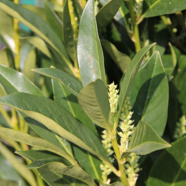 Rostliny - Bobkovišeň lékařská Renault Ace květináč 55 litrů