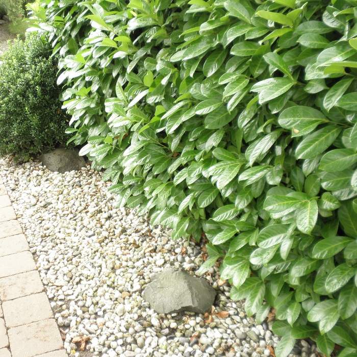 Stálezelené keře - Bobkovišeň lékařská 'Rotundifolia' květináč 2,5 litru, výška 30/40cm, keř