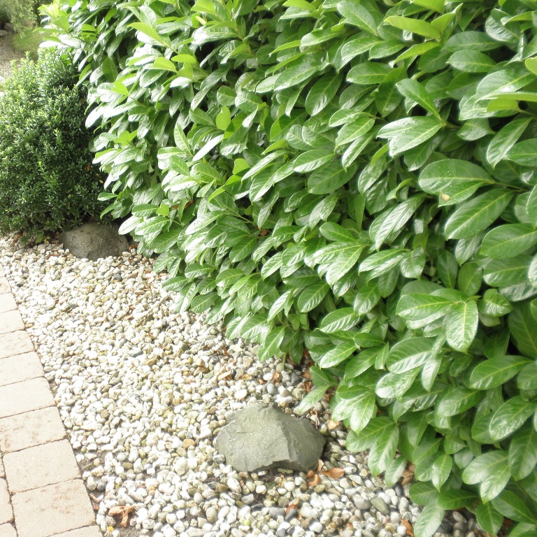 Živé ploty - Bobkovišeň lékařská 'Rotundifolia' květináč 3 litry, výška 40/60cm, keř