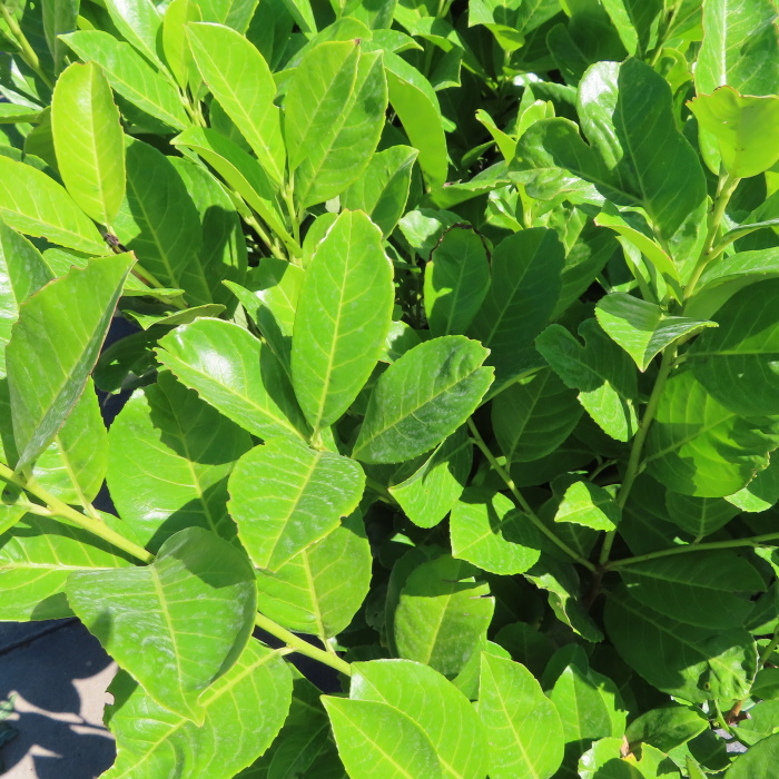 Stálezelené keře - Bobkovišeň lékařská 'Rotundifolia' květináč 5 litrů, výška 60/80cm, keř