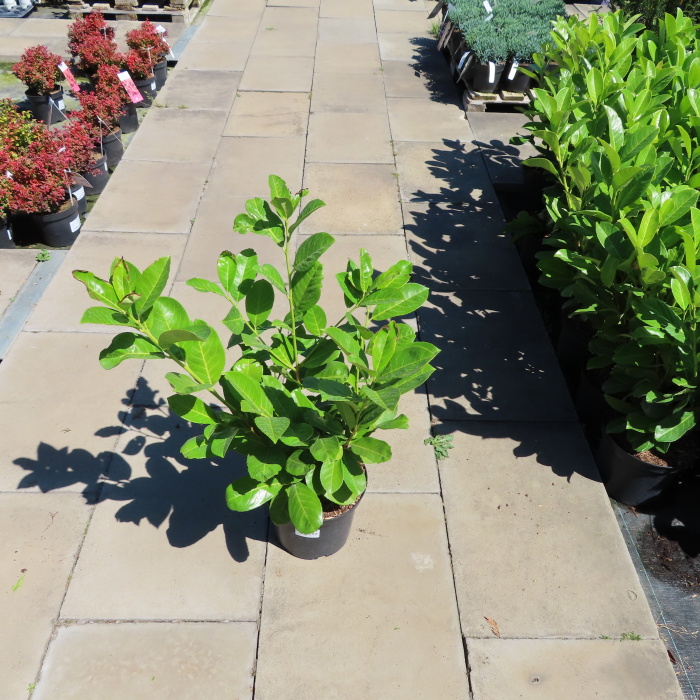 Bobkovišeň lékařská 'Rotundifolia' květináč 5 litrů, výška 60/80cm, keř-0