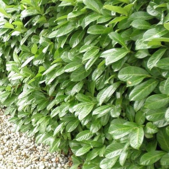 Stálezelené keře - Bobkovišeň lékařská Rotundifolia výška 150/+cm