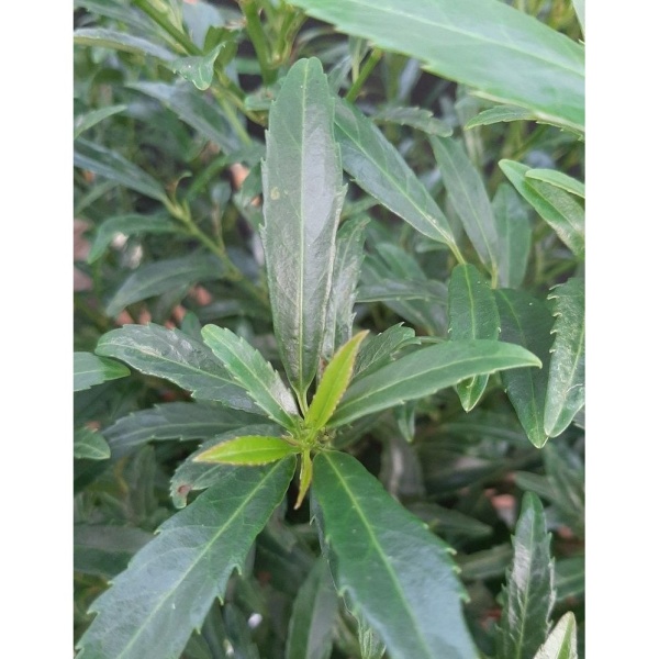 Stálezelené keře - Bobkovišeň lékarská 'Sofia' 2 litry