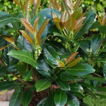 Rostliny - Bobkovišeň lékařská 'Titan' květináč 25 litrů, výška 60/80cm, keř