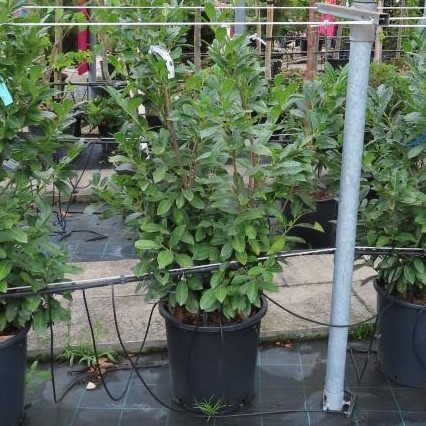 Bobkovišeň lékařská 'Titan' květináč 25 litrů, výška 60/80cm, keř-0