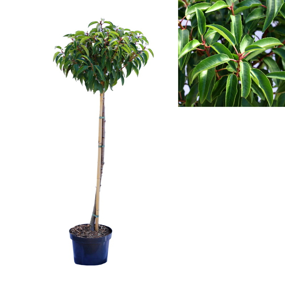 Listnaté stromky a stromy - Bobkovišeň portugalská Angustifolia kmínek 80cm, květináč 5 litrů