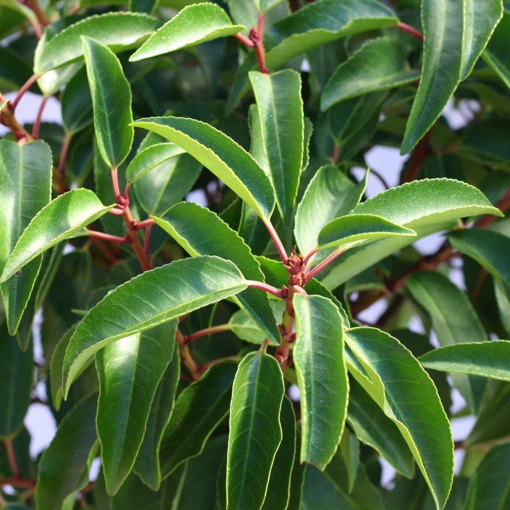 Bobkovišeň portugalská Angustifolia kmínek 80cm, květináč 5 litrů-0