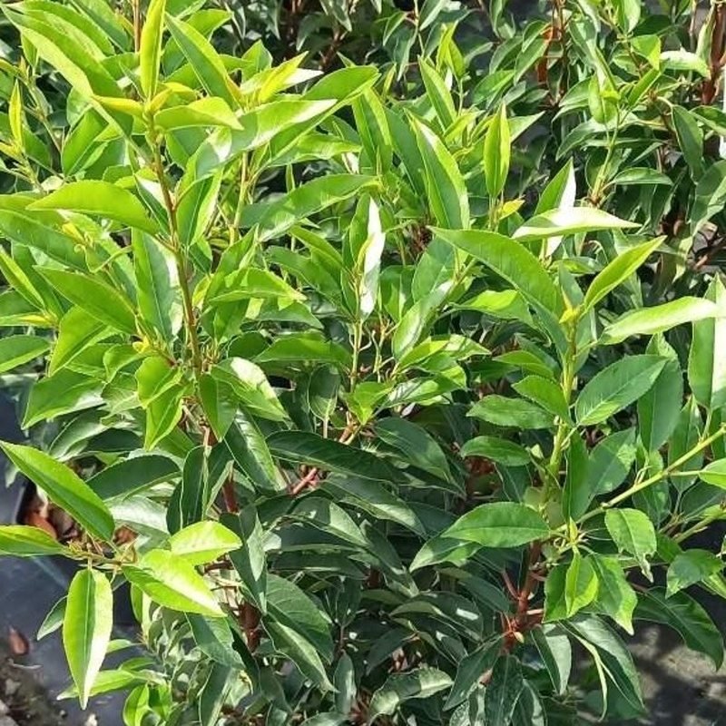 Listnaté stromky a stromy - Bobkovišeň portugalská Angustifolia mini kmínek, květináč 9 litrů