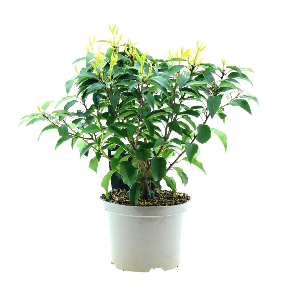 Stálezelené keře - Bobkovišeň portugalská Angustifolia výška 20/30cm, květináč 2 litry