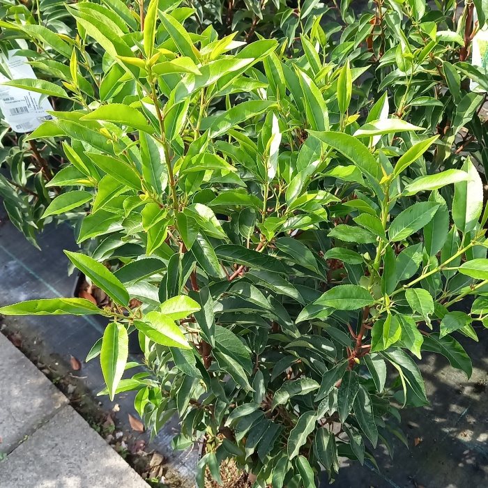 Bobkovišeň portugalská Angustifolia výška 20/30cm, květináč 2 litry-0