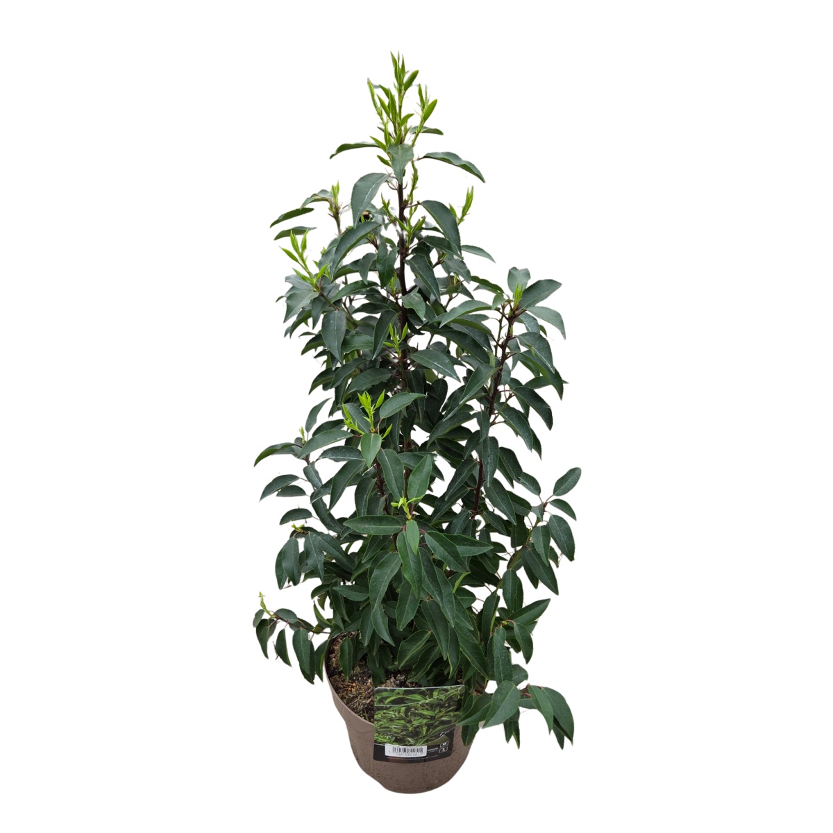 Rostliny - Bobkovišeň portugalská Angustifolia výška 40/60cm, květináč 5 litrů