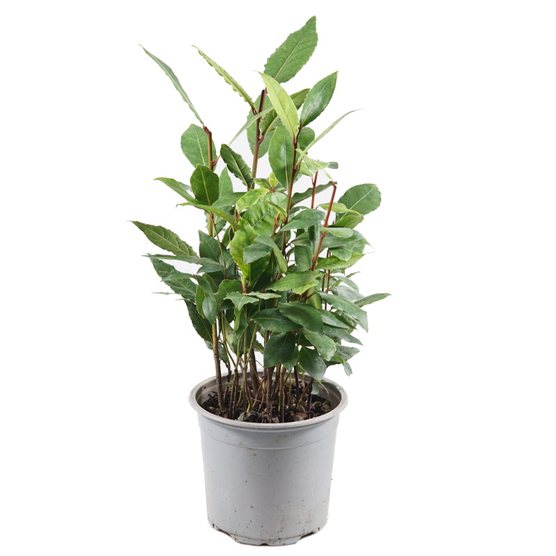 Bylinky - Bobkový list Vavřín vznešený květináč 14cm