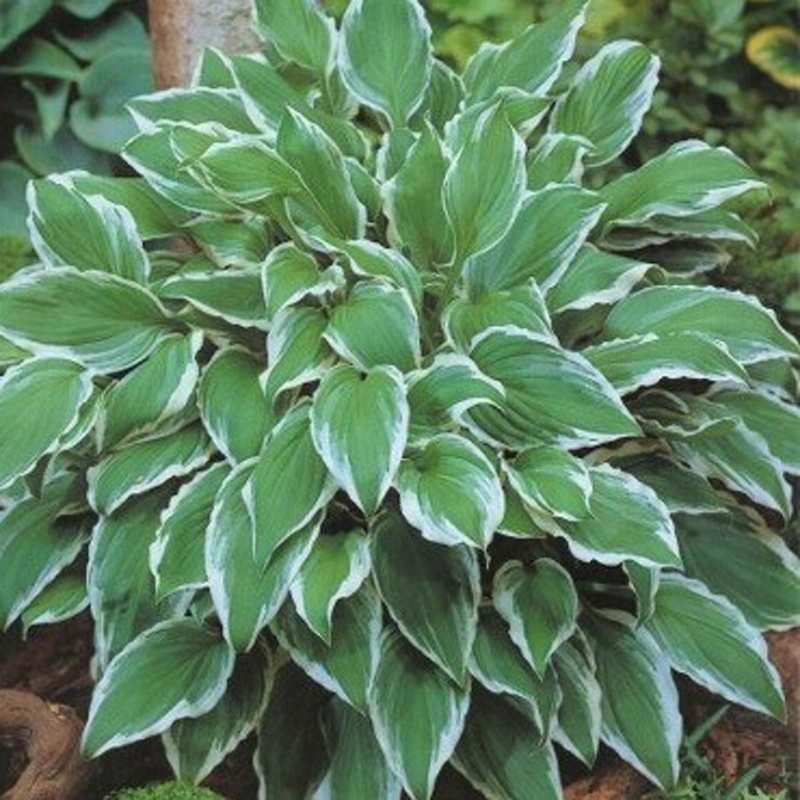 Bohyšky - Bohyška 'Albomarginata' 1ks