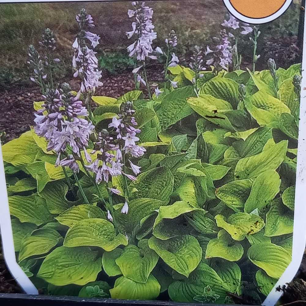 Stínomilné - Bohyška 'August Moon' květináč 9cm