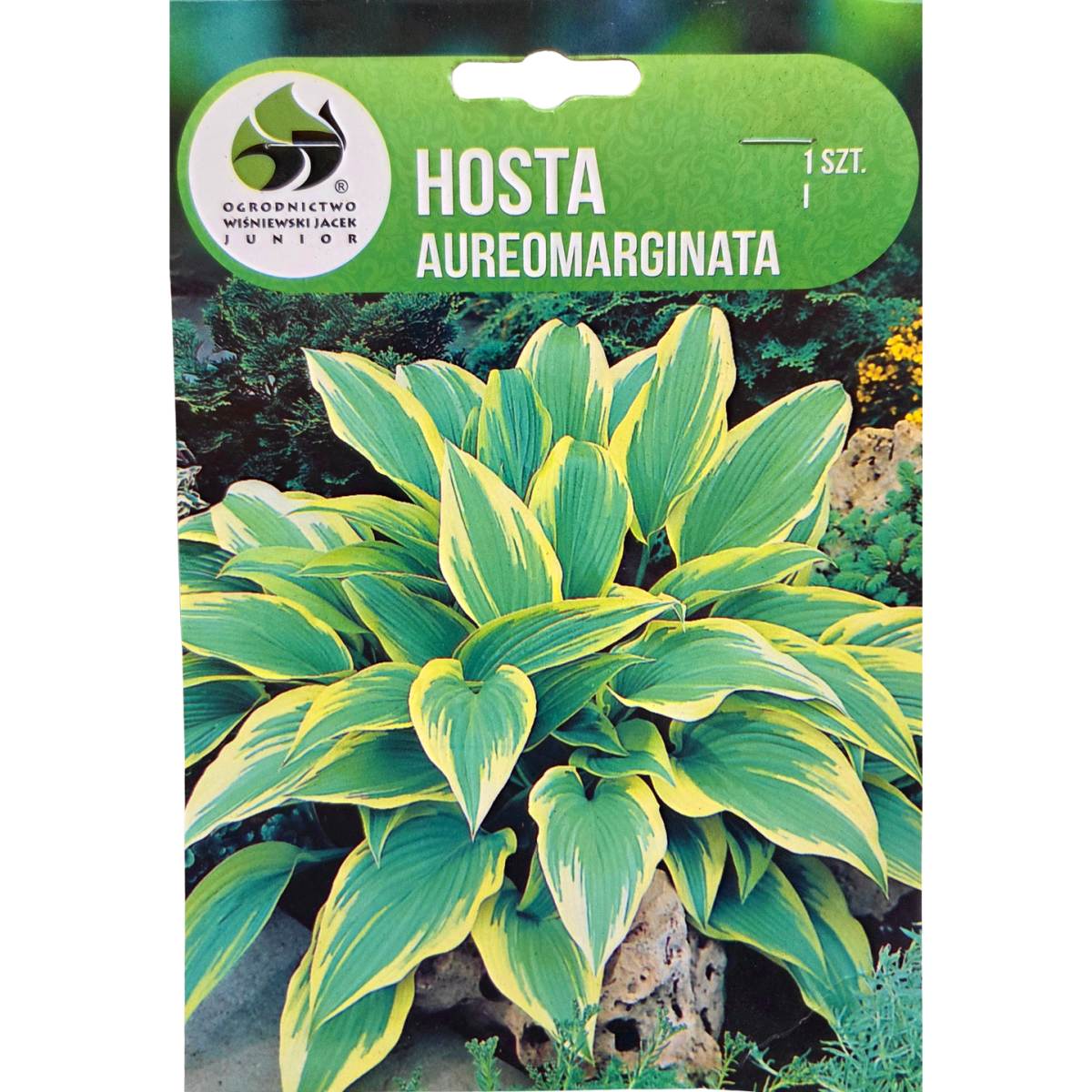 Bohyšky - Bohyška 'Aureomarginata' 1ks