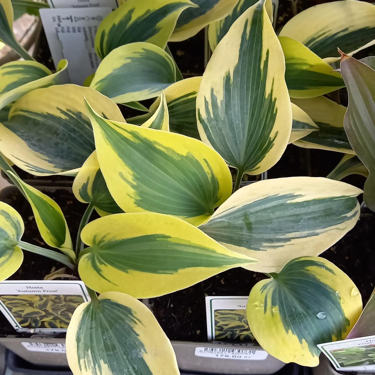 Stínomilné - Bohyška Autumn Frost květináč 11cm