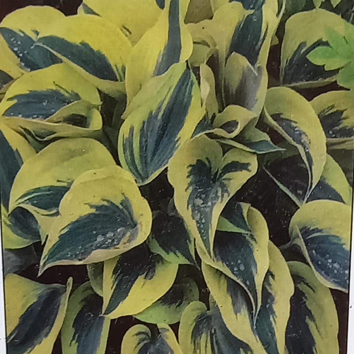 Bohyška Autumn Frost květináč 11cm-0