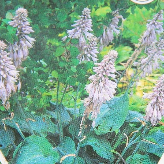 Trvalky - Bohyška 'Blue Angel' květináč 11cm