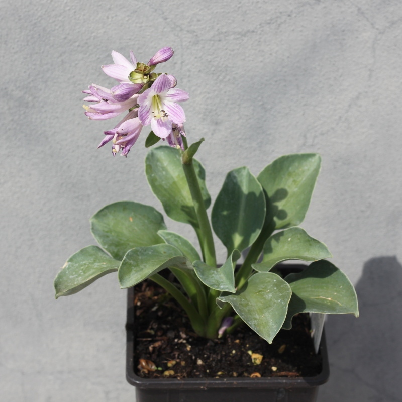 Trvalky - Bohyška 'Blue Mouse Ears' 11cm