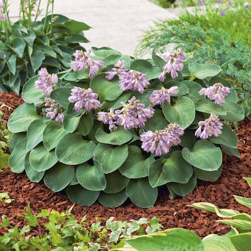 Bohyšky - Bohyška 'Blue Mouse Ears' 1ks