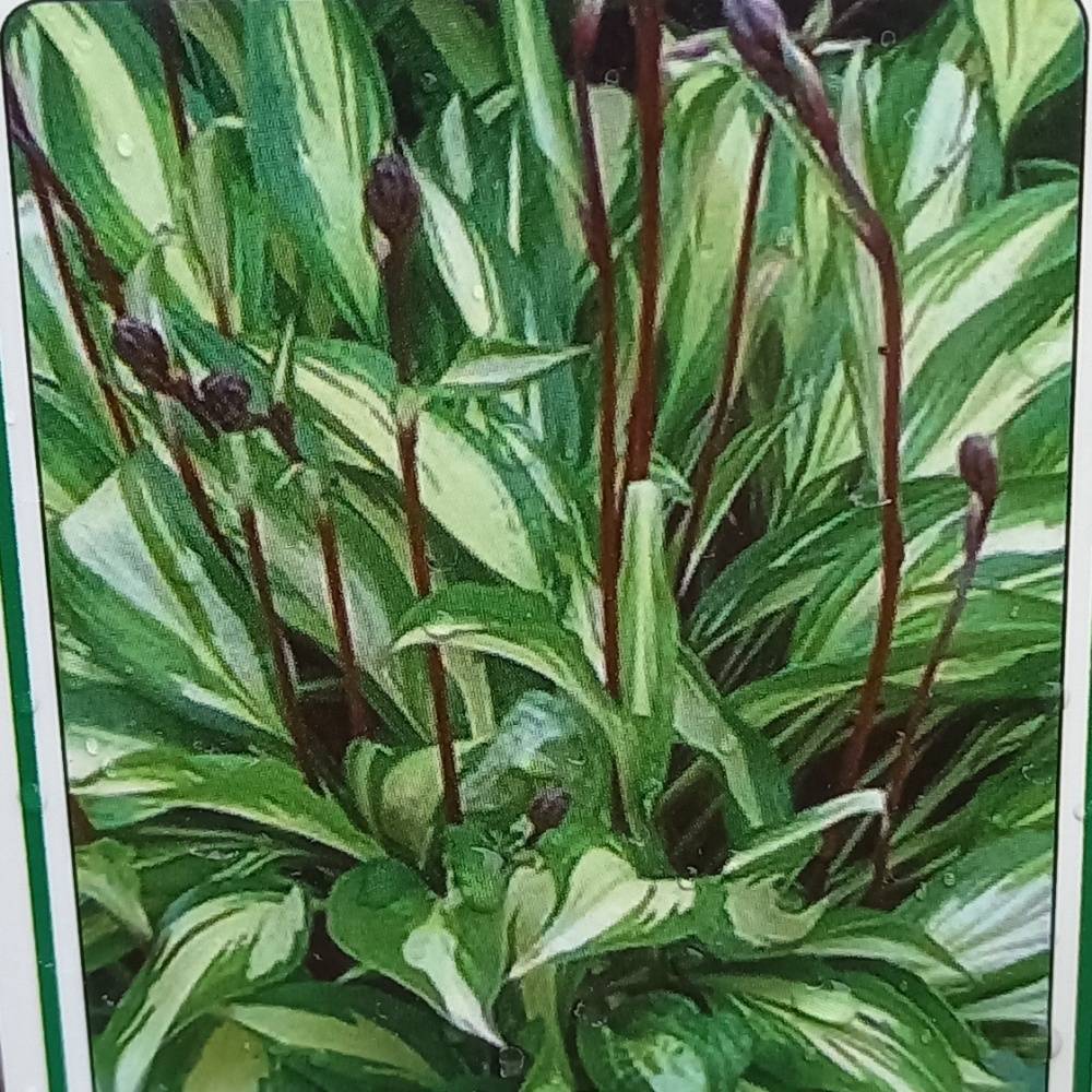 Stínomilné - Bohyška Cherry Berry květináč 11cm