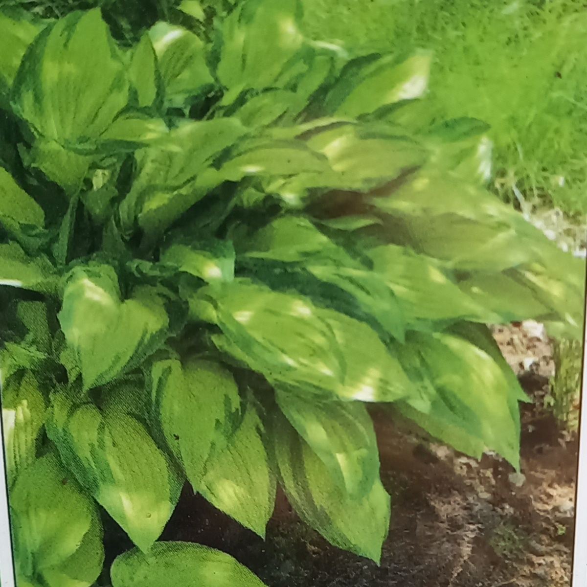Bohyška Color Glory květináč 11cm-0