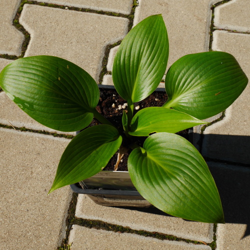Trvalky - Bohyška Devon Green 11cm