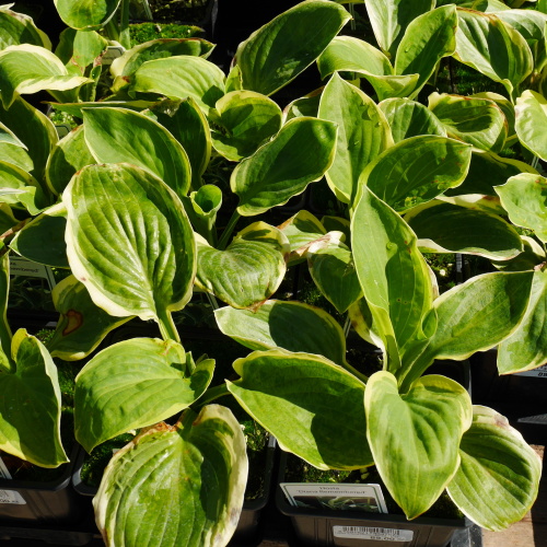 Trvalky - Bohyška Diana Remembered 11cm