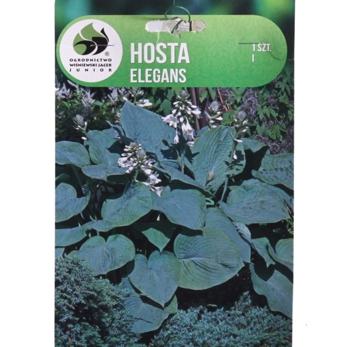 Bohyšky - Bohyška Elegans 1ks