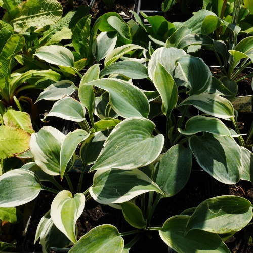 Trvalky - Bohyška 'Firn Line' 2 litry