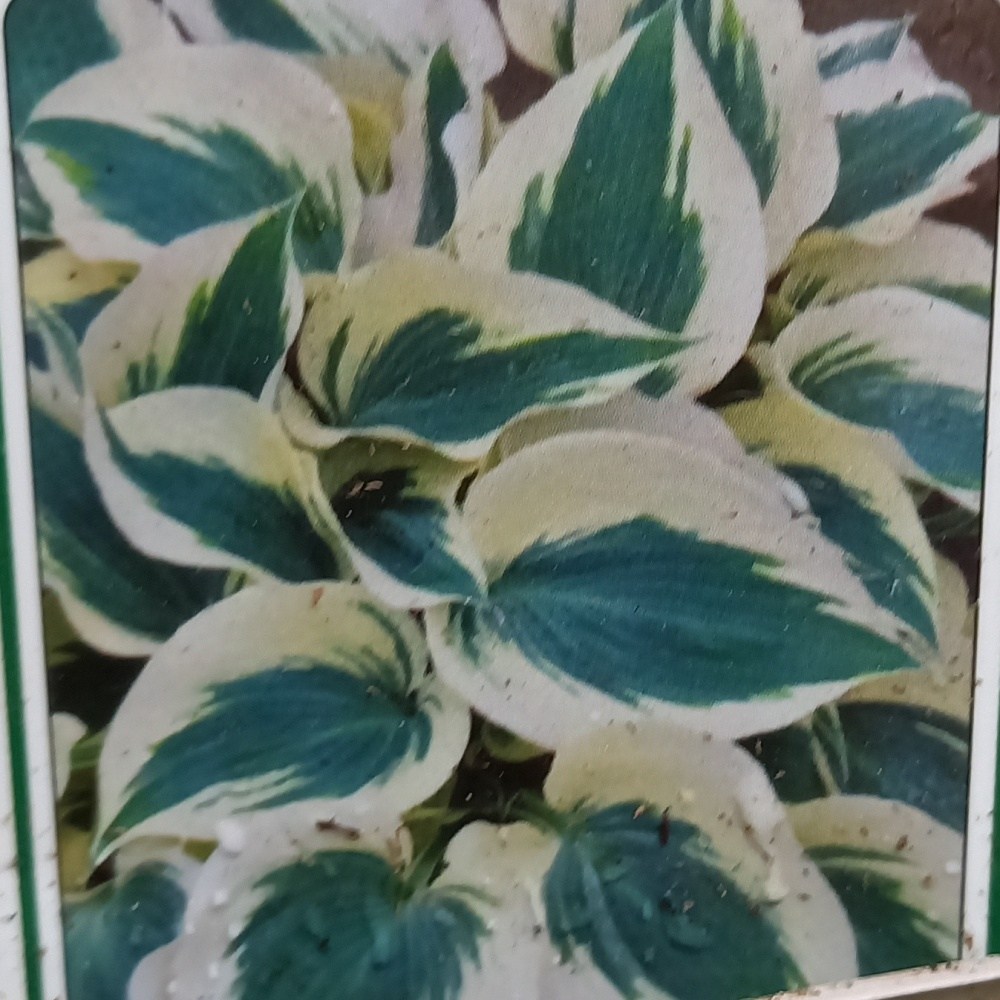 Stínomilné - Bohyška Firn Line květináč 11cm