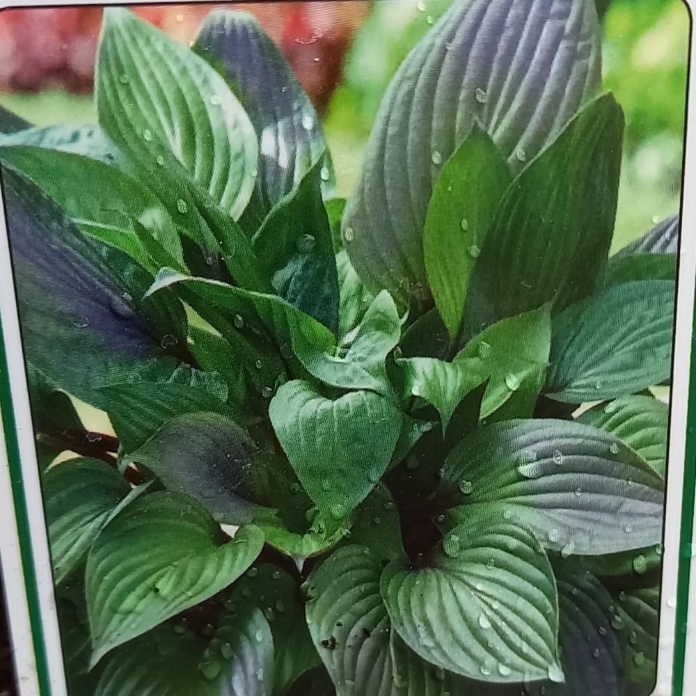 Stínomilné - Bohyška First Blush květináč 11cm