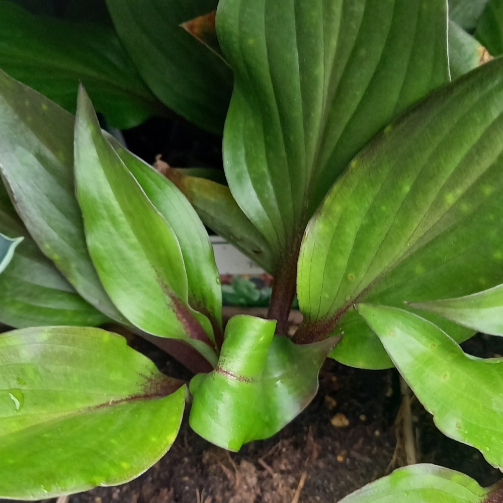 Bohyška First Blush květináč 11cm-0