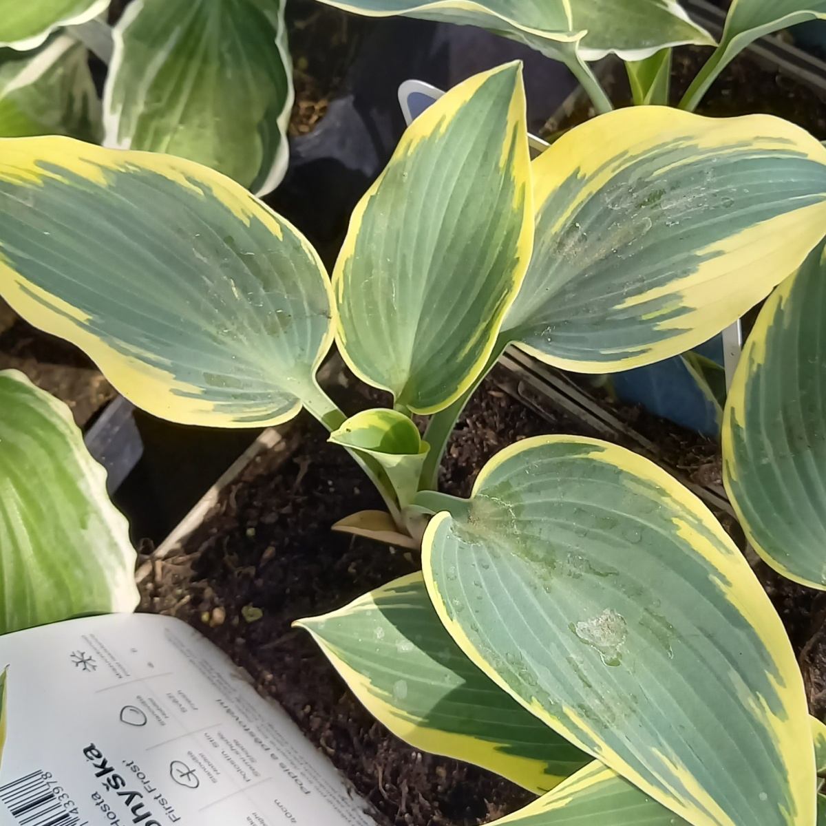 Stínomilné - Bohyška First Frost květináč 11cm