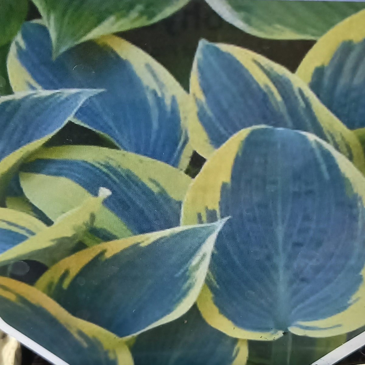 Bohyška First Frost květináč 11cm-0