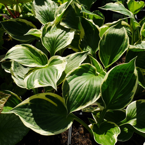 Trvalky - Bohyška Fortunova Patriot 11cm