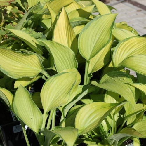 Trvalky - Bohyška 'Inniswood' 9cm