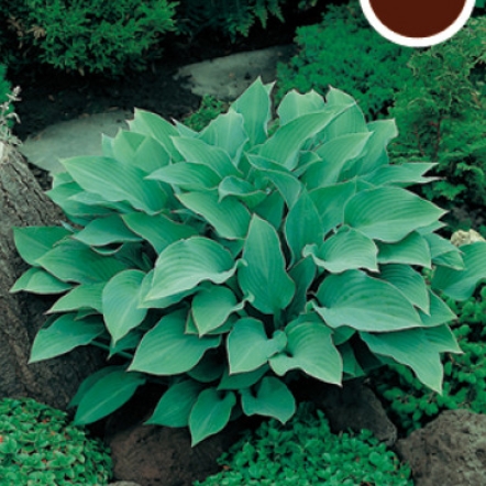 Trvalky - Bohyška 'Krossa Regal' 9cm